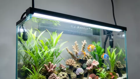 Jakie oświetlenie do akwarium 112l